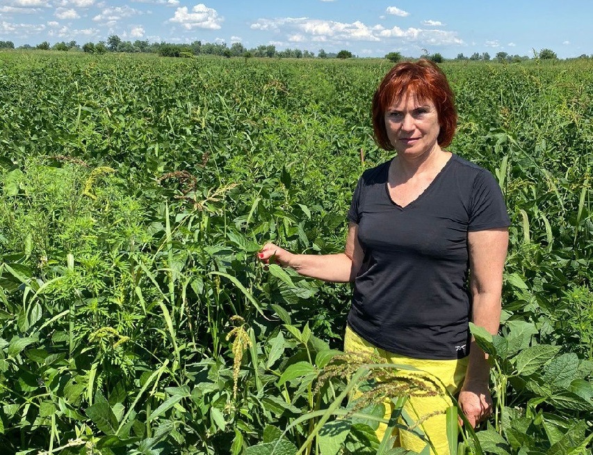 Фермер Светлана Березовская выращивает рис, сою и гречиху